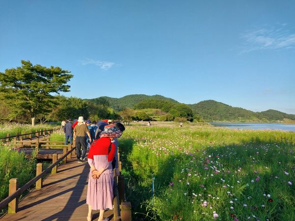 코스모스 꽃축제, 꽃이 안 피는 이유